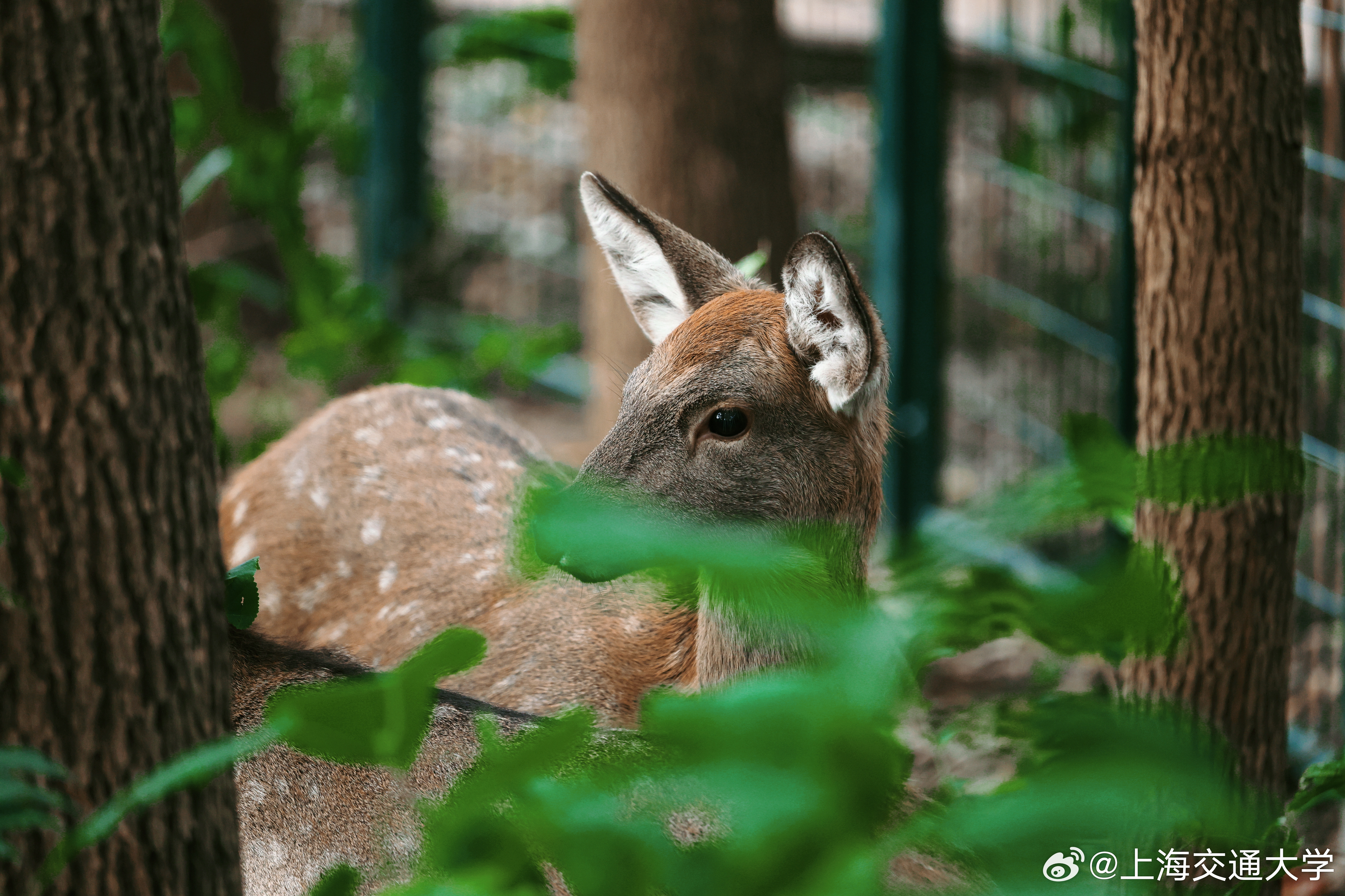 上海交大鹿苑臨時關(guān)閉原因及其影響探究