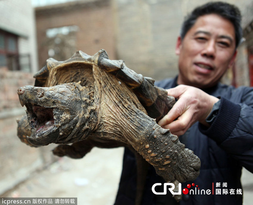 神秘生物現(xiàn)身市民家，巨大怪蟲(chóng)尾部長(zhǎng)鉗子揭秘面紗