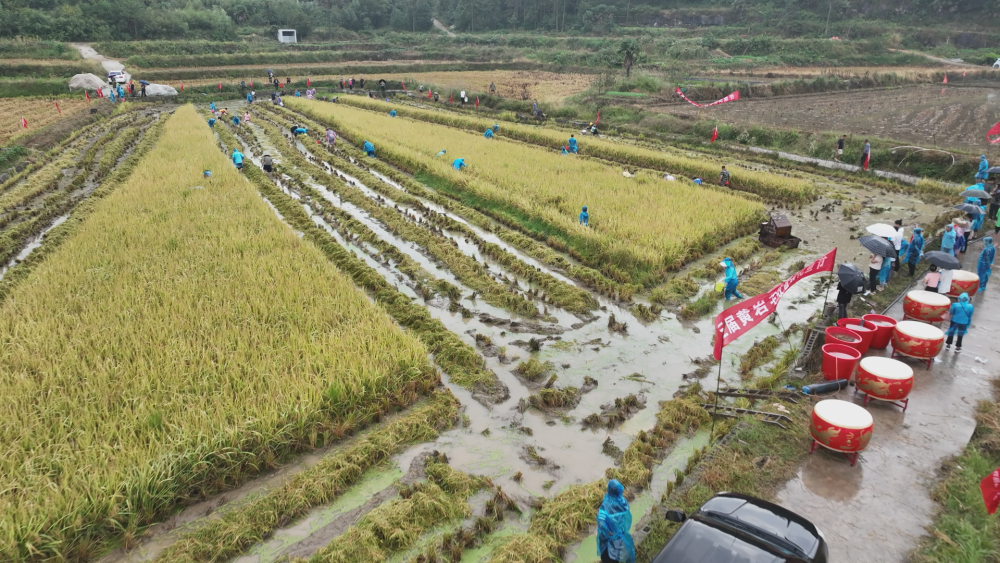 浙江青田千年農(nóng)遺,，稻香魚肥,，豐景煥發(fā)新活力