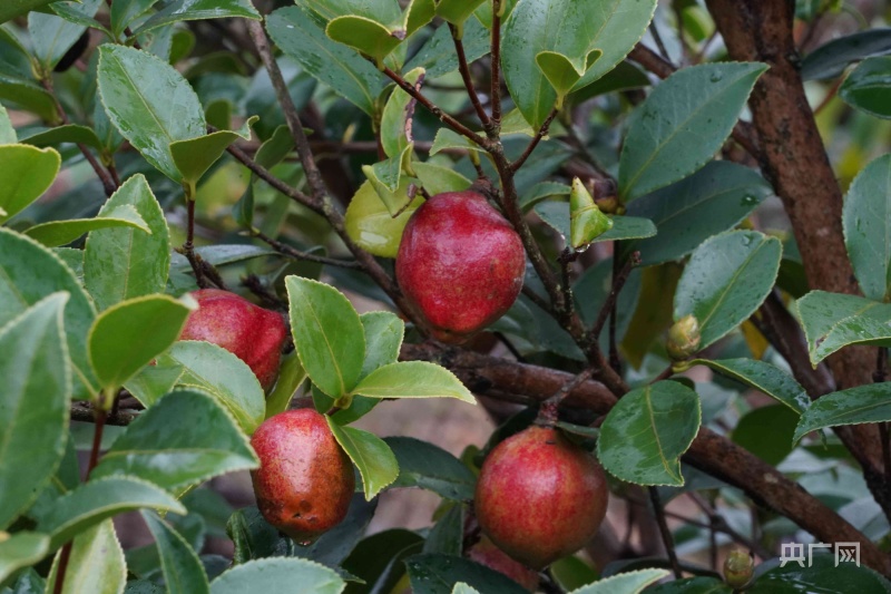 探訪中國油茶之鄉(xiāng),，碩果滿枝，飄香豐收盛景