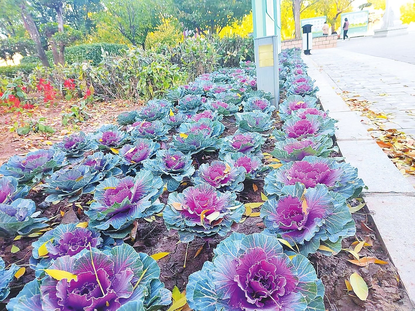 萬余株新品種羽衣甘藍(lán)裝點沈城街路