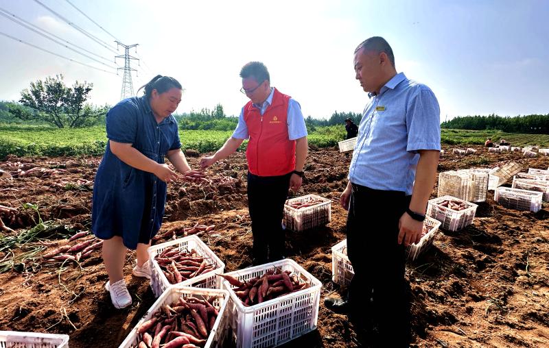 普洱瀾滄助力農(nóng)民增收,，優(yōu)質(zhì)薯種免費(fèi)贈(zèng)送，共赴薯業(yè)光明未來(lái)