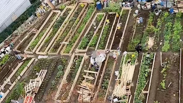 法國荒地變菜園,，跨文化與生態(tài)合作的典范之旅