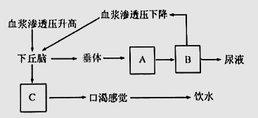 揭秘人體奧秘，發(fā)燒背后的體溫調(diào)節(jié)系統(tǒng)探究